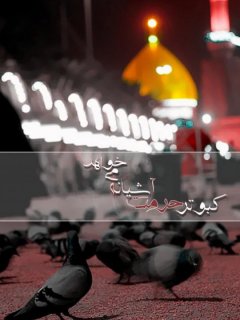 پر پرواز من